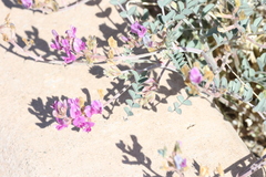 Astragalus lentiginosus variabilis