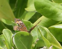 Junonia neildi