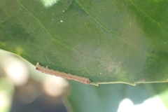 Geometridae