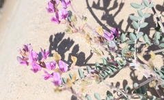 Astragalus lentiginosus variabilis