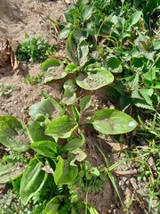 Plantago major