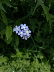 Myosotis alpestris