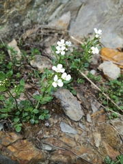 Cardamine resedifolia
