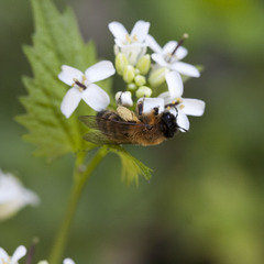 Andrena nigroaenea