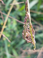 Thomisidae