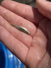 Rhinichthys atratulus