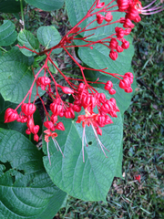 Clerodendrum buchananii