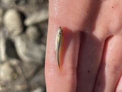 Rhinichthys atratulus