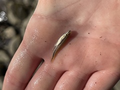 Rhinichthys atratulus