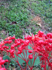 Clerodendrum buchananii