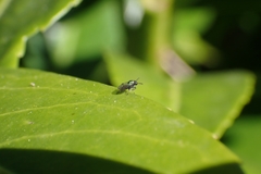 Diptera