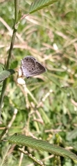 Hemiargus hanno