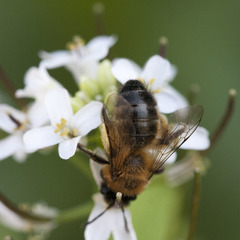 Andrena nigroaenea
