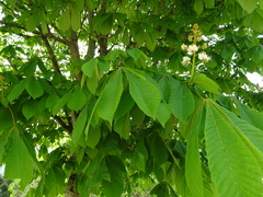 Aesculus hippocastanum