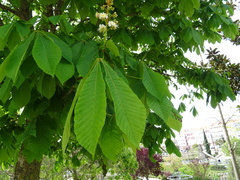 Aesculus hippocastanum