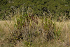 Veronica pauciramosa