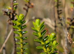 Veronica pauciramosa