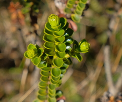 Veronica pauciramosa