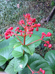 Clerodendrum buchananii