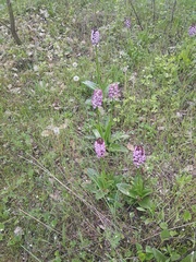 Orchis purpurea
