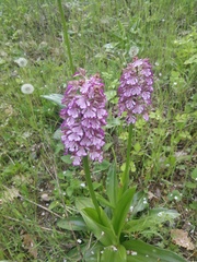 Orchis purpurea