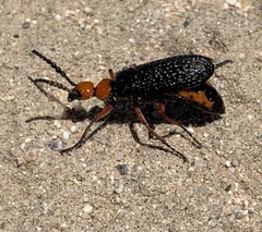 Lytta magister