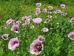 Papaver somniferum setigerum