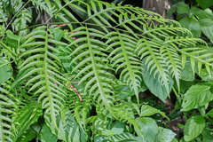 Pteris altissima