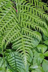Pteris altissima