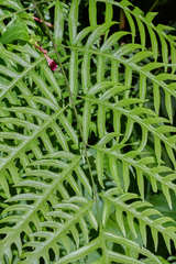 Pteris altissima