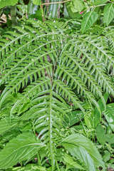 Pteris altissima