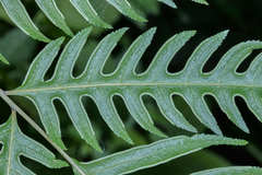 Pteris altissima
