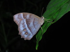 Taygetis thamyra