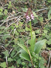 Orchis purpurea