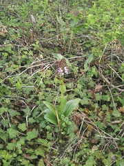 Orchis purpurea
