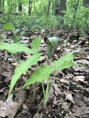 Arisaema triphyllum