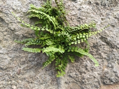 Asplenium trichomanes