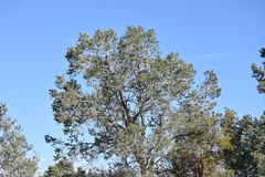 Pinus quadrifolia