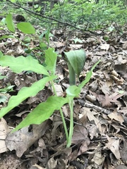 Arisaema triphyllum