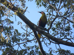 Psarocolius bifasciatus