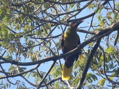 Psarocolius bifasciatus