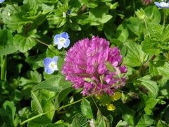 Trifolium pratense