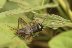 Miogryllus