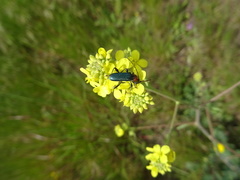 Cartallum ebulinum