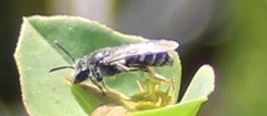 Andrena barbilabris