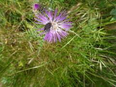 Oxythyrea funesta