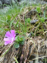 Primula minima