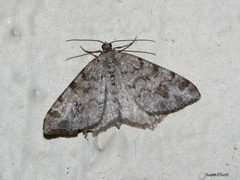 Macaria pinistrobata