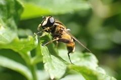 Helophilus pendulus