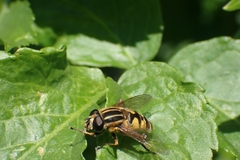 Helophilus pendulus